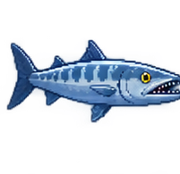 Great Barracuda