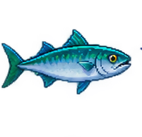 Atlantic Mackerel