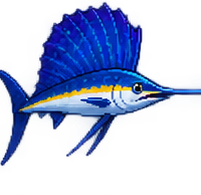 Sailfish